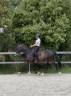 Hongre dressage 