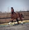 Chic Hongre 2 ans SBS Dressage & CSO