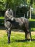 Poney Welsh PP