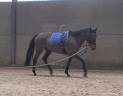 Cheval de 8 ans a vendre 