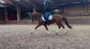 Chic Poney francais de selle - 9 ans - Dressage