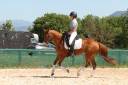 Chic Poney francais de selle - 9 ans - Dressage