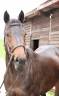 Sagamia – Superbe jument de 4 ans