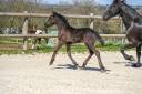 Diora, Une bouille a croquer, Pouliche Frisonne 