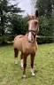 Beau 4 ans a fort potentiel 
