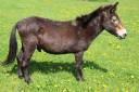 Mulet à céder (croisement âne/cheval)
