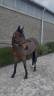 Jument de 6 ans A VENDRE 
