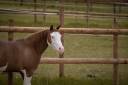 Quarter horse à vendre 