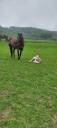 2 Pouliches paint horse