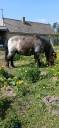 Adorable petit poney très affectueux