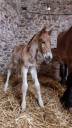 Poulain Demi-trait / Demi-Sang Arabe 2025  Arabo-Auxois