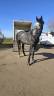 Hongre de 5 ans Zangersheide