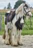 Jolie ponette Irish 