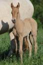 Pouliche espagnole double pearl