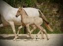 Pouliche espagnole double pearl