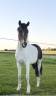 Poney D Curly hongre 