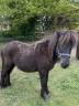 À vendre poney shetland