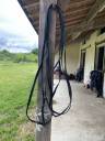 Longues renes