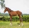 Foal selle Français Joker d'Euskadi et mère iso 137