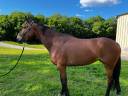 Jument baie SF de 4 ans