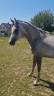 wassim