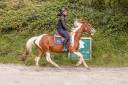 Jument pie de 4 ans 