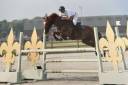 Cheval de sport 