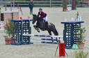 Poney/ petit cheval de sang belge