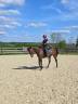 Superbe jument PS de 4ans 