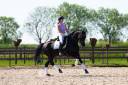 Jument KWPN Cheval de Sport Néerlandais A vendre 2013 Noir par SPECIAL D