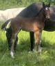 Poulain 2025 controe x fringant de lafage