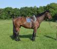 MAGNIFIQUE GRAND CHEVAL DE RANDONNÉE
