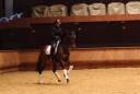 very beautiful mare with very good locomotion