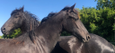 Pouliche frison PP