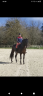Pure race espagnole 