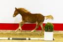 Yearling Z à vendre