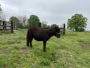  À Vendre poney shetland 