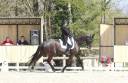 Jument de dressage