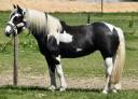 DOUBLE PONETTE PORTEUSE 