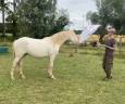 Poulain perlino lusitanien taille poney