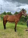 POULINIERE TF SAILLIE PAR ETALON SF
