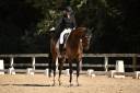 Chic Hongre Hanovrien 10 ans 1,73m Dressage 