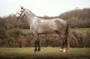 Hongre SFO 4 ans par Master Van de Helle