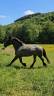 Jument 4 ans Blue Rouan montée attelée 