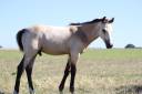 Poney Foal PFS par Usandro tilia Derlenn