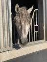 Hongre PRE Pure Race Espagnole A vendre 2021 Gris par Cascabel G