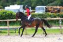 Jument de sport 