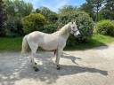 Vend poney camarguais 