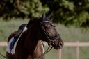 Hongre - Lusitanien - 12 ans - Dressage / Loisir 