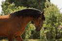 Hongre Lusitanien a vendre